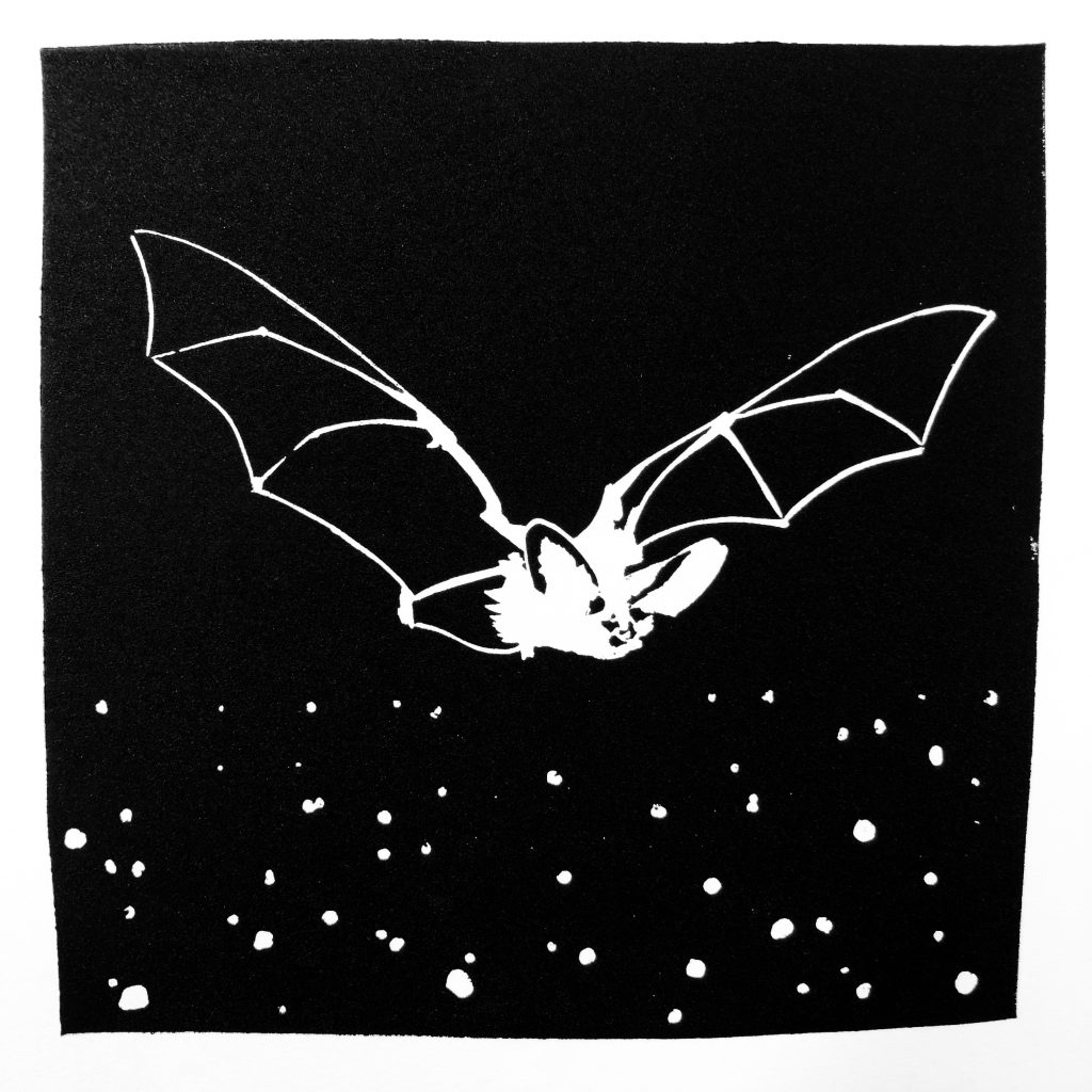 CHAUVE SOURIS