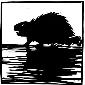 Gentil castor