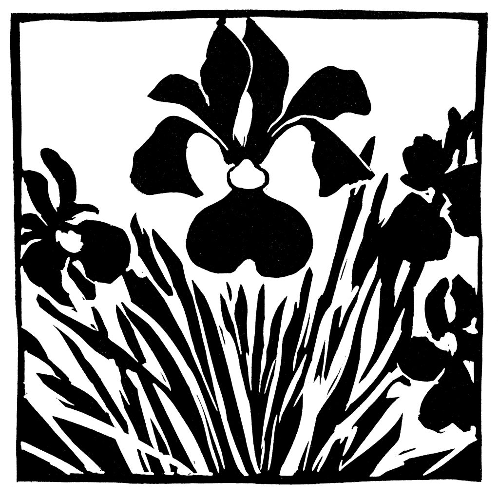 Iris