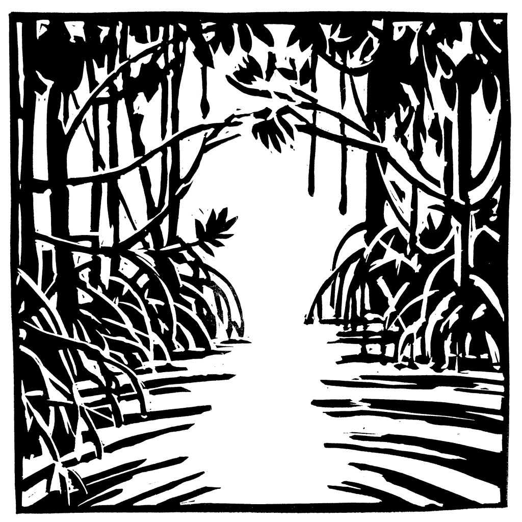 Mangrove n°1