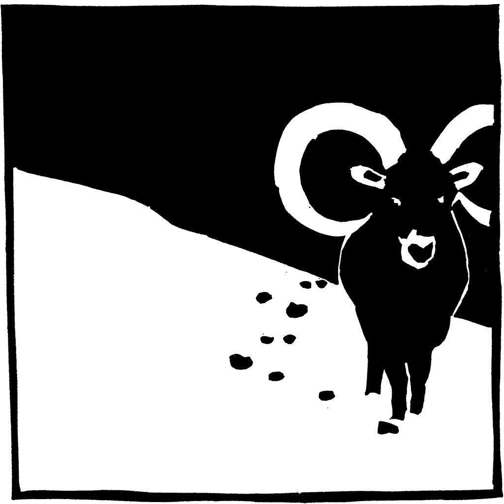 Mouflon