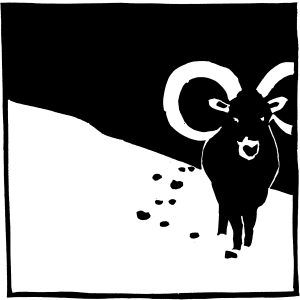 Mouflon