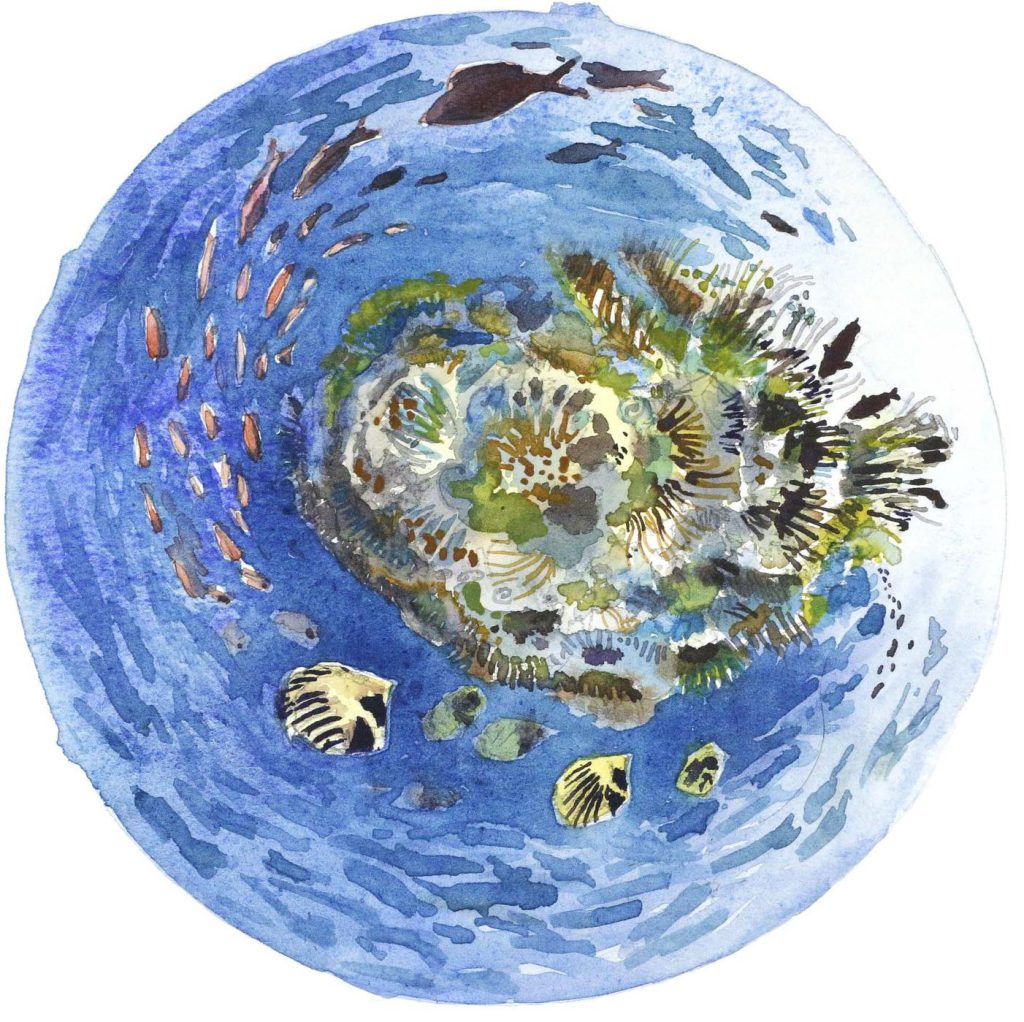 Plongée sous-marine